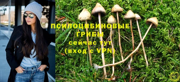 шишки Осинники